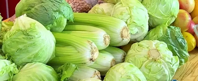 Fresh cabbage heads from the field